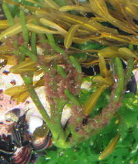 Pseudocodium devriesii