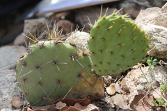 Opuntia rastrera