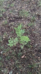 Robinia pseudoacacia