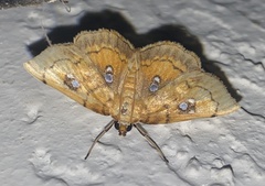 Cacographis osteolalis