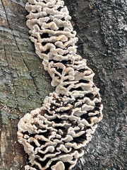 Polyporaceae