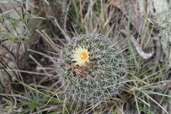 Coryphantha clavata clavata