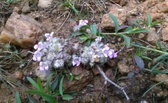 Lepidagathis cristata