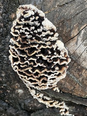Polyporaceae
