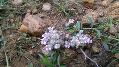 Lepidagathis cristata