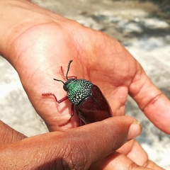 Sternocera chrysis