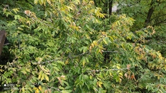 Acer negundo