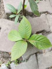 Neolamarckia cadamba