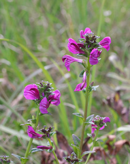 Pedicularis resupinata microphylla
