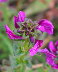 Pedicularis resupinata microphylla