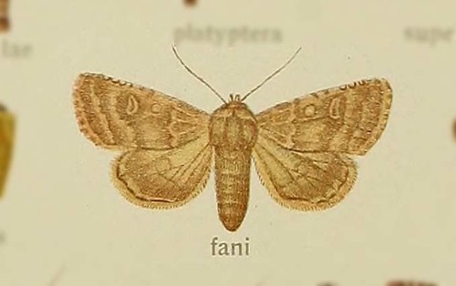 Brindled Ochre