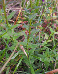 Pedicularis resupinata microphylla