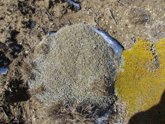 Anisotome imbricata