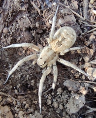 Lycosa piochardi