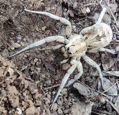 Lycosa piochardi