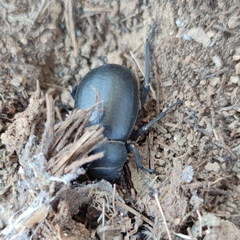 Pimelia arabica