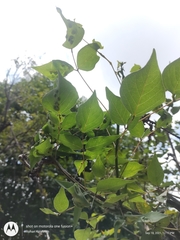 Erythrina subumbrans