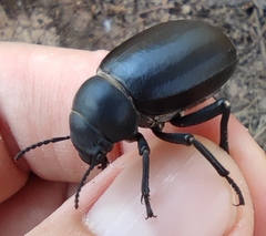 Pimelia arabica