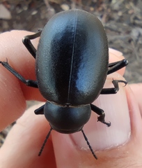 Pimelia arabica