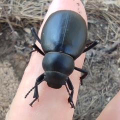 Pimelia arabica