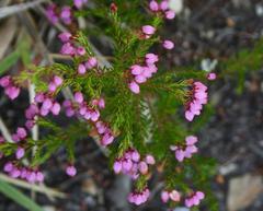 Erica gracilis