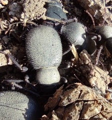 Trachyderma hispida