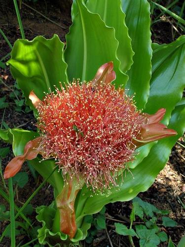 Scadoxus puniceus image