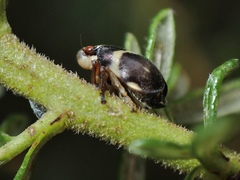 Bathyllus albicinctus