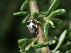 Bathyllus albicinctus