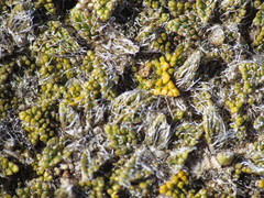 Anisotome imbricata