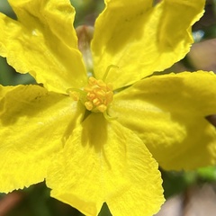 Hibbertia intermedia