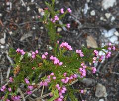 Erica gracilis