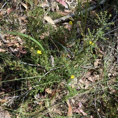 Hibbertia intermedia