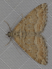 Perizoma custodiata