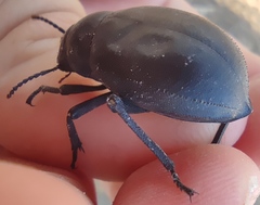Pimelia arabica
