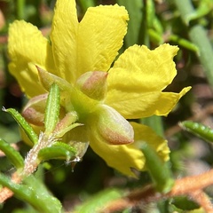Hibbertia intermedia