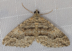 Perizoma custodiata