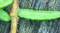 Hibbertia intermedia