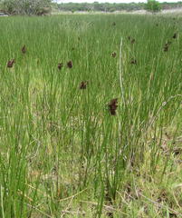 Juncus kraussii kraussii