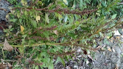 Oxybasis rubra