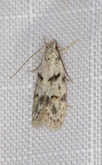 Symmoca signatella