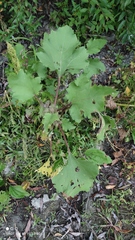 Xanthium orientale