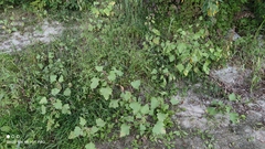Xanthium orientale
