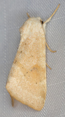 Trichocosmia inornata