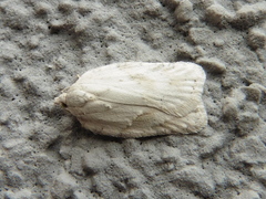 Acleris logiana