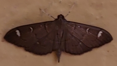Cotachena