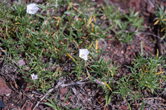 Convolvulus ammannii