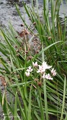 Butomus umbellatus