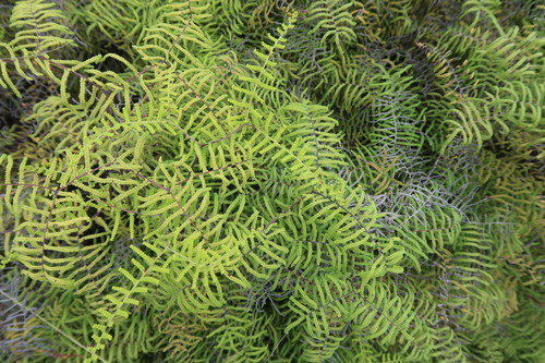 Gleichenia polypodioides