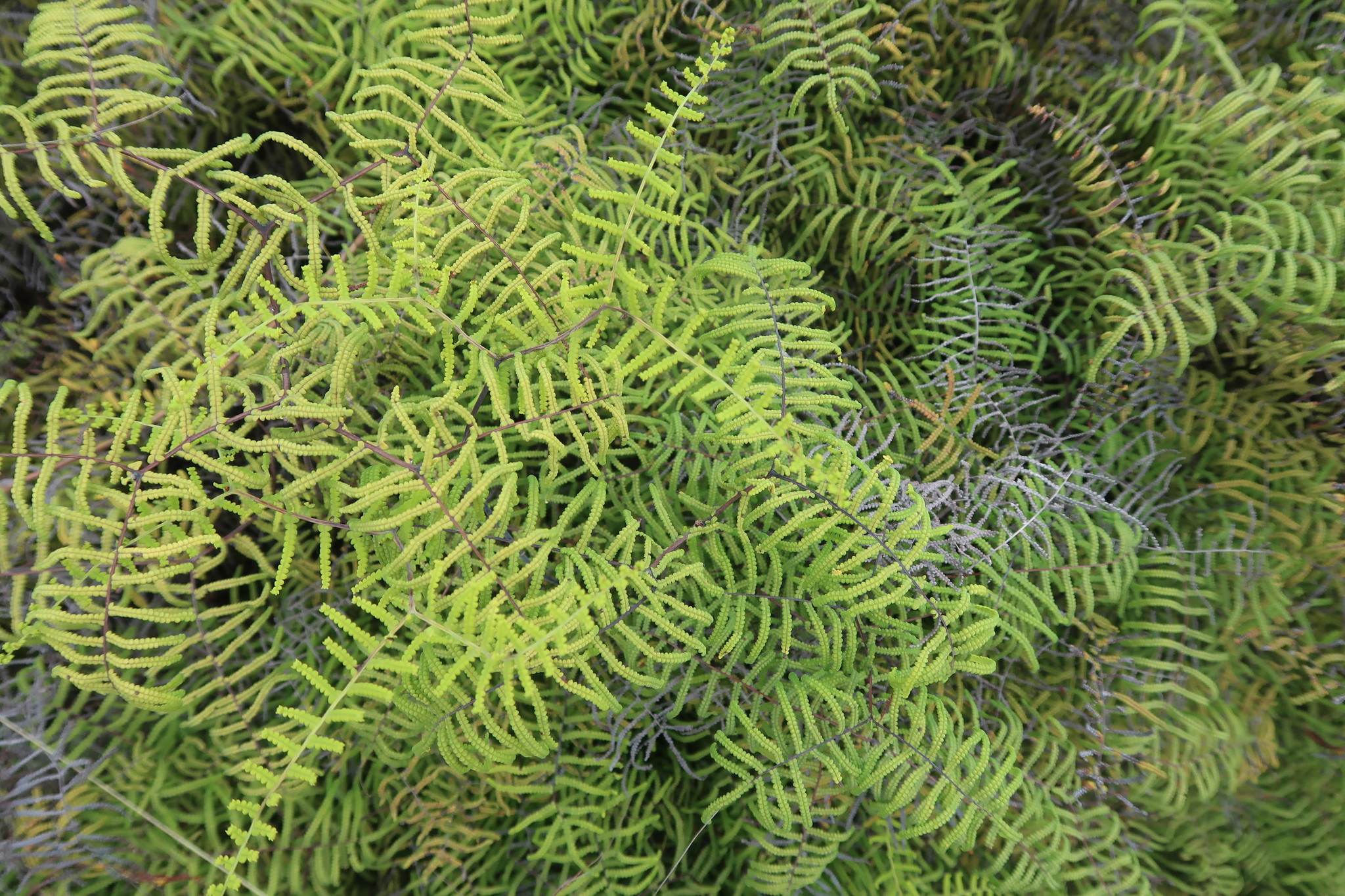 Gleichenia polypodioides